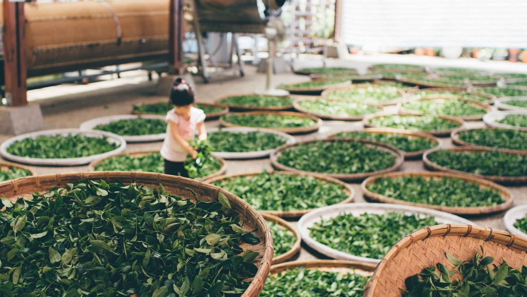 Photo Green tea leaves