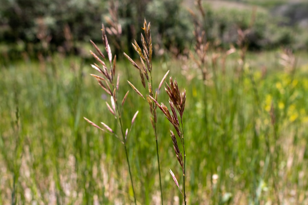 Photo Sustainable landscaping